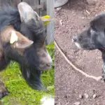 In the Šiauliai region – shocking cases of animal neglect: three legal proceedings have been initiated