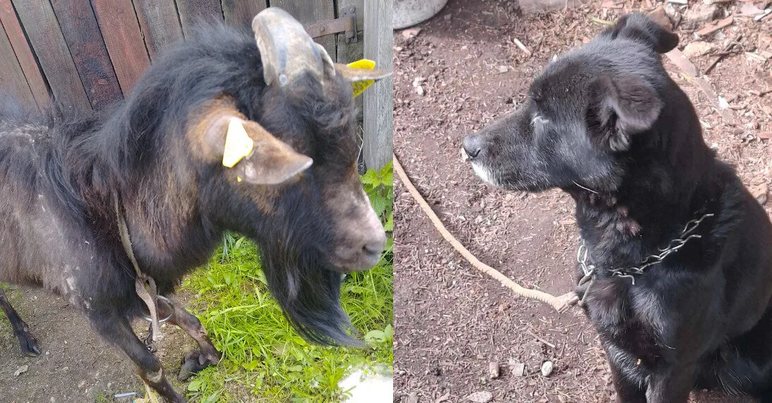In the Šiauliai region – shocking cases of animal neglect: three legal proceedings have been initiated