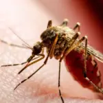 A surge of mosquitoes and spiders is coming: a biologist explained why some people are more attacked by insects