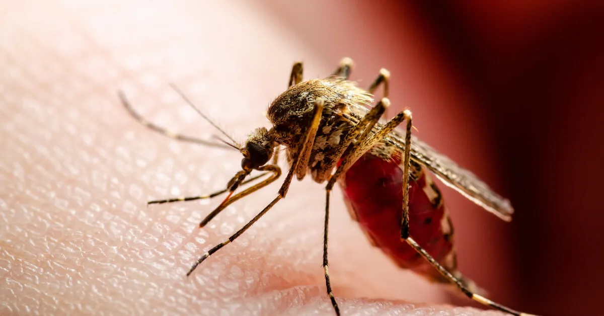 A surge of mosquitoes and spiders is coming: a biologist explained why some people are more attacked by insects