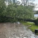 Audra ravaged Trakai and Vilnius: uprooted trees
