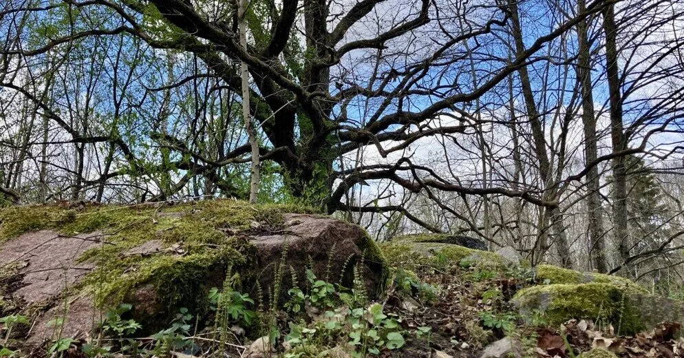 The forests of Samogitia shrouded in mysteries – under the care of the "Sengirė Fund"