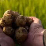 The first Lithuanian potatoes – already on sale: the farmer named how much they have increased in price