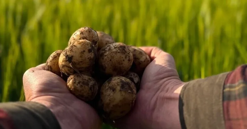 The first Lithuanian potatoes – already on sale: the farmer named how much they have increased in price