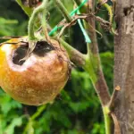 Tomatoes attacked by blight? These folk methods will help save the future harvest