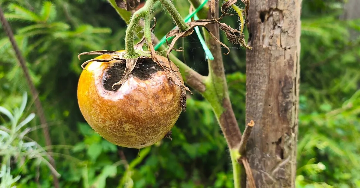 Tomatoes attacked by blight? These folk methods will help save the future harvest