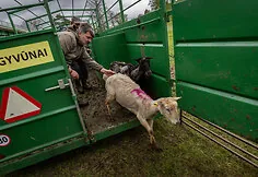 A flock of sheep is moved to the Nemunas island near Merkinė. This restores habitats for birds