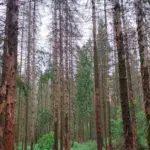 State Forest Service sounds the alarm: Lithuanian spruces are dying