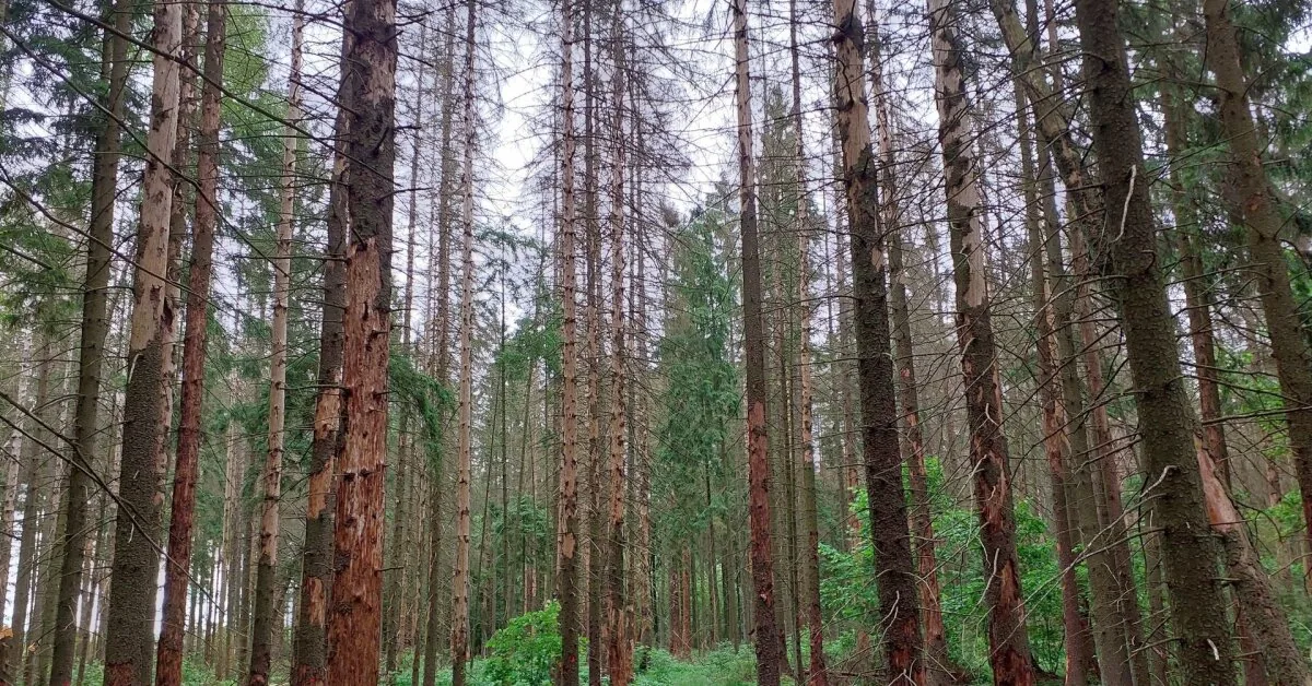State Forest Service sounds the alarm: Lithuanian spruces are dying