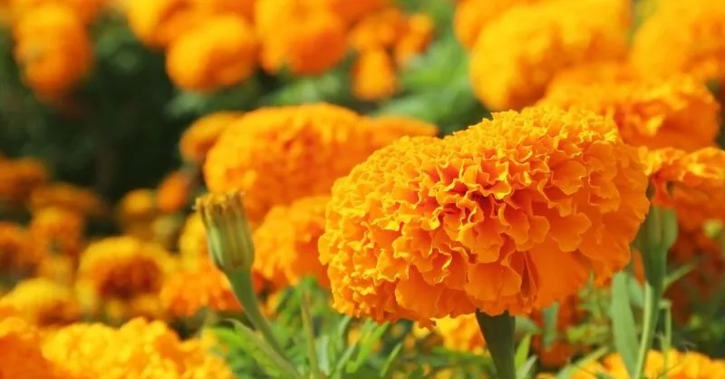 Answered whether marigolds really help fight garden pests