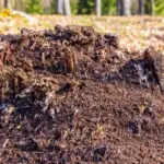 Foresters warn vacationers: this behavior in the forest can result in fines