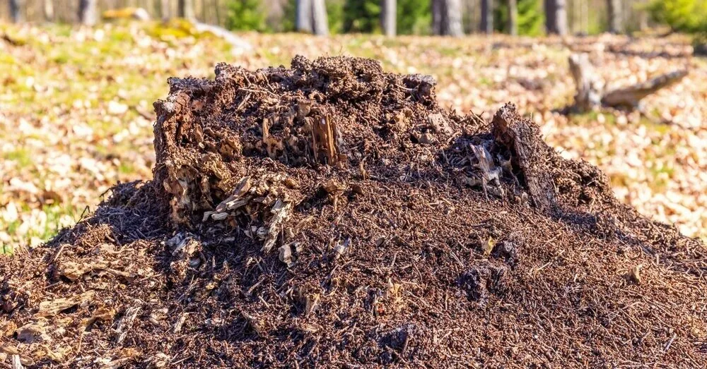 Foresters warn vacationers: this behavior in the forest can result in fines