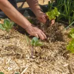 STOP: if you mulch vegetables like this – you could lose the entire crop