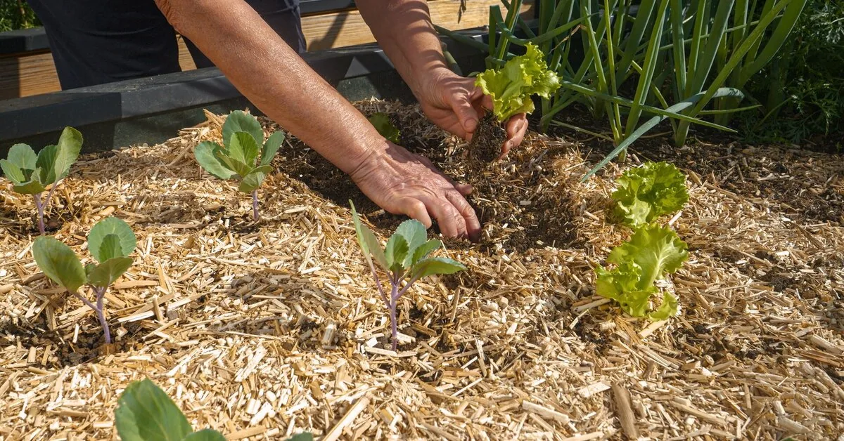 STOP: if you mulch vegetables like this – you could lose the entire crop