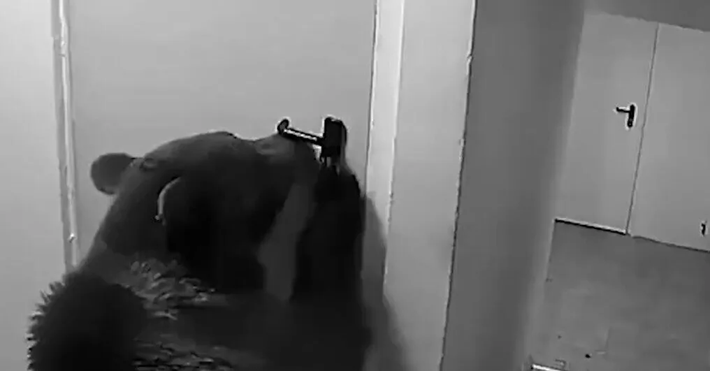Panic in a hotel in Romania: a bear broke through the door