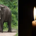 Family trip turned tragedy: 33-year-old woman in India crushed by an elephant weighing more than 4 tons