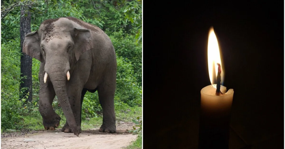 Family trip turned tragedy: 33-year-old woman in India crushed by an elephant weighing more than 4 tons