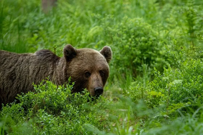 Shutterstock photo/Bear