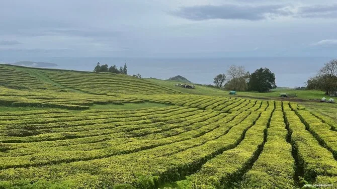 „Po kelionės“ nuotr. / Gorreana arbatos plantacija