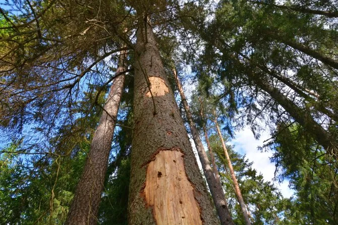 Tree damaged by bark beetle