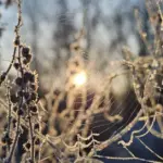 In Lithuania, frost bit during the night: it became clear who was affected the most