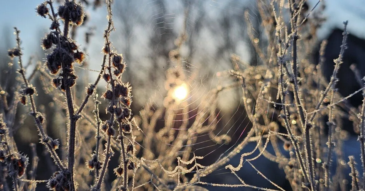 In Lithuania, frost bit during the night: it became clear who was affected the most