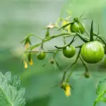 Want more tomatoes? Gardeners say this simple method is very effective