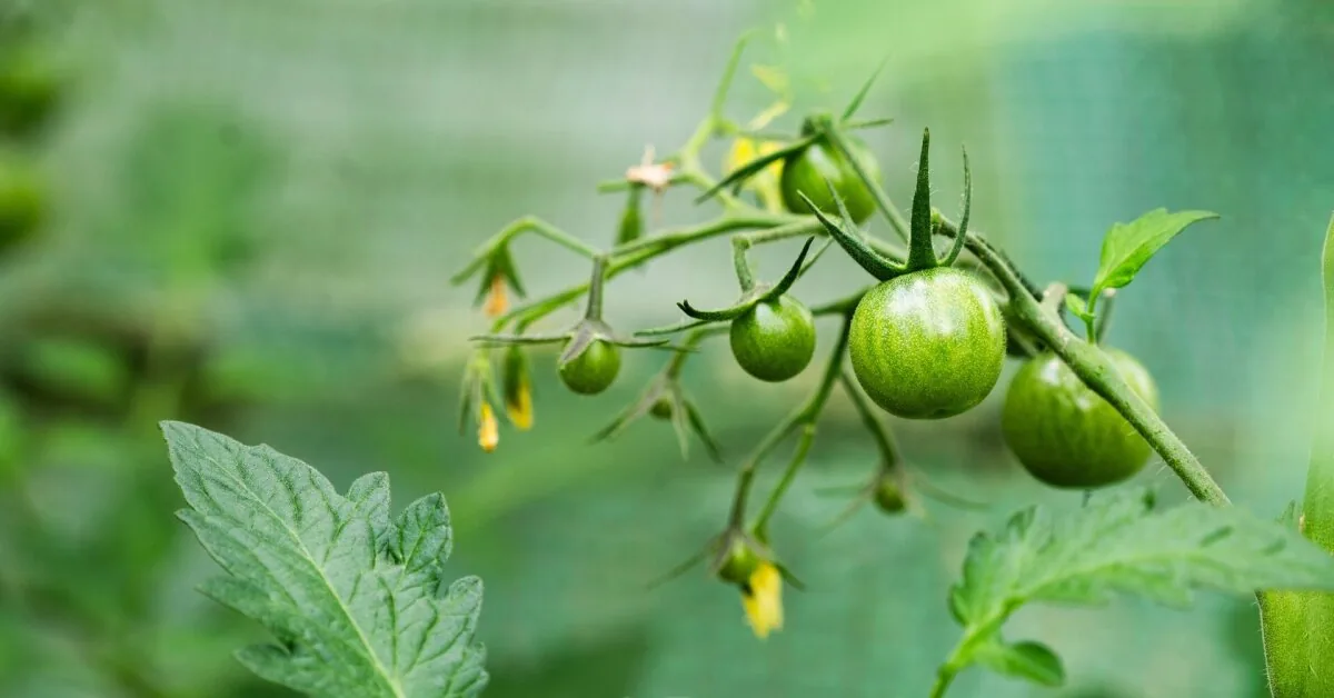 Want more tomatoes? Gardeners say this simple method is very effective