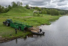 A flock of sheep is moved to the Nemunas island near Merkinė. This restores habitats for birds