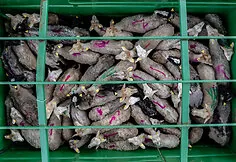 A flock of sheep is moved to the Nemunas island near Merkinė. This restores habitats for birds