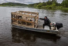 A flock of sheep is moved to the Nemunas island near Merkinė. This restores habitats for birds