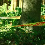 Almost a hundred trees were stolen from a plot in Tauragė district