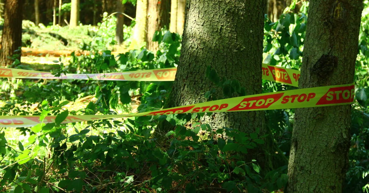 Almost a hundred trees were stolen from a plot in Tauragė district