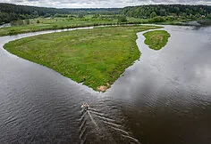 A flock of sheep is moved to the Nemunas island near Merkinė. This restores habitats for birds