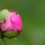 Do ants harm your peonies? Here's what the experts say