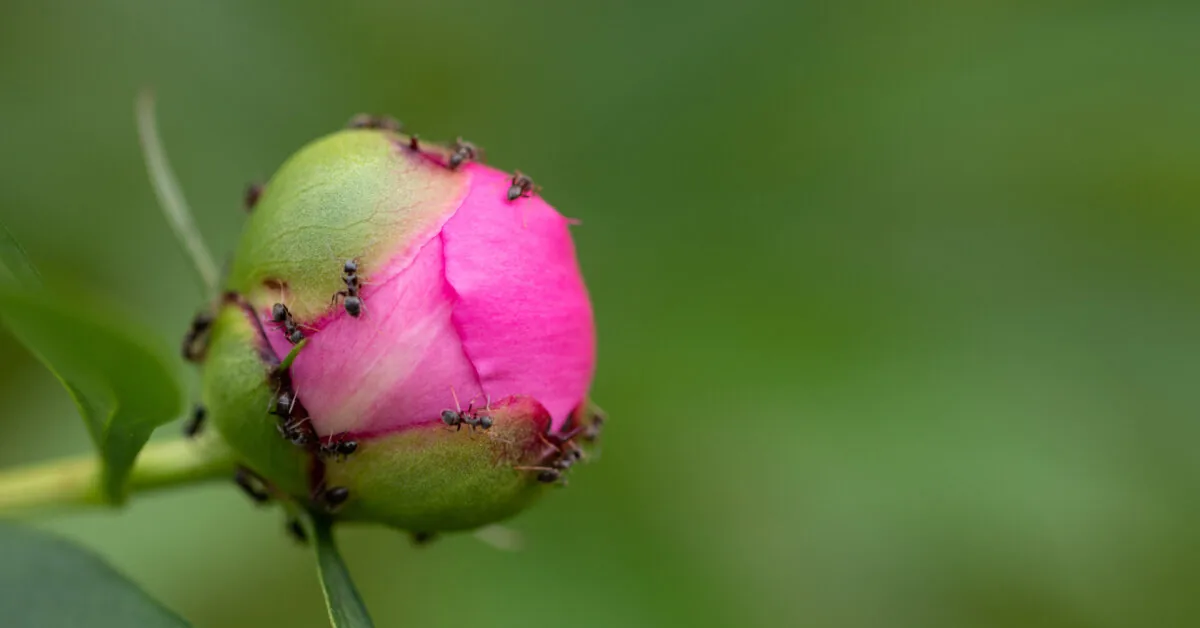 Do ants harm your peonies? Here's what the experts say