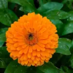 This flower conquers gardens: blooms nonstop, heals, and even replaces saffron in the kitchen
