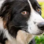 Why is your dog no longer listening to you? Cynologists reveal the biggest mistake owners make