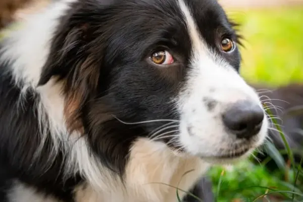 Why is your dog no longer listening to you? Cynologists reveal the biggest mistake owners make