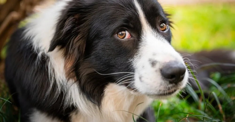 Why is your dog no longer listening to you? Cynologists reveal the biggest mistake owners make