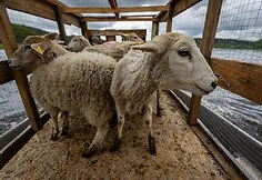 A flock of sheep is moved to the Nemunas island near Merkinė. This restores habitats for birds
