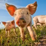 In summer, the threat of these diseases to farms is even greater: what breeders need to know