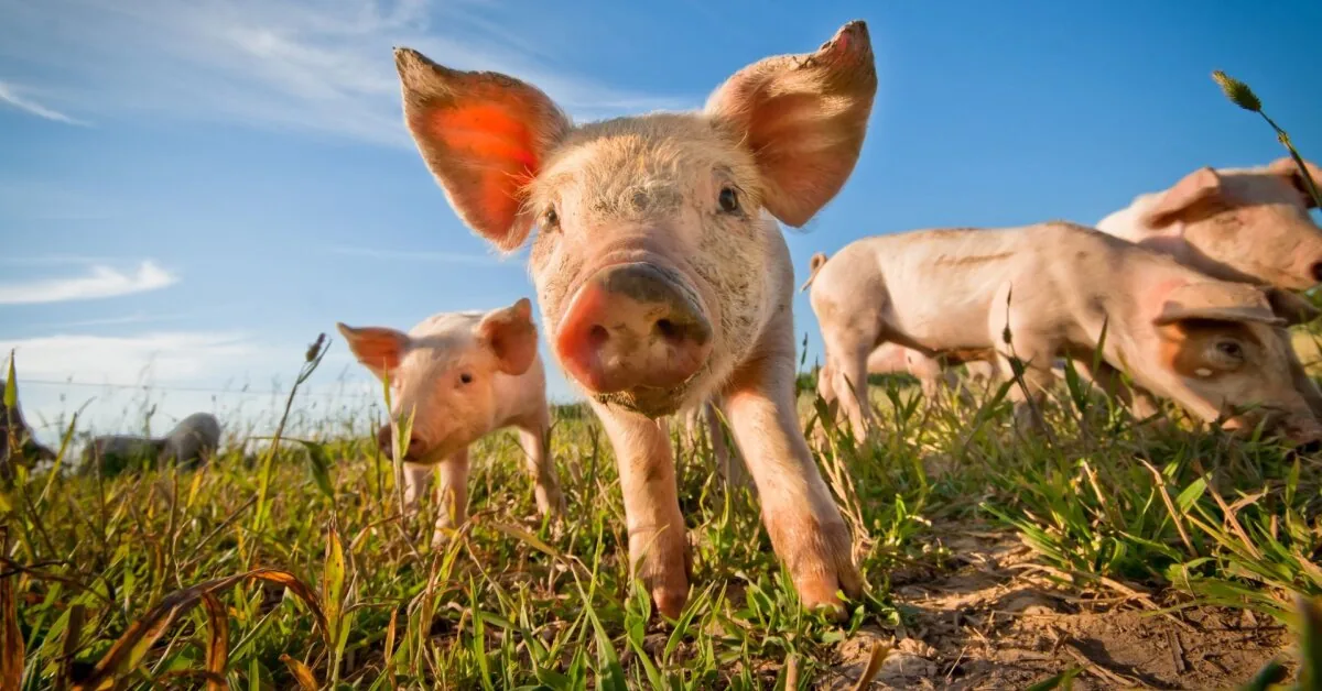 In summer, the threat of these diseases to farms is even greater: what breeders need to know