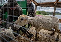 A flock of sheep is moved to the Nemunas island near Merkinė. This restores habitats for birds