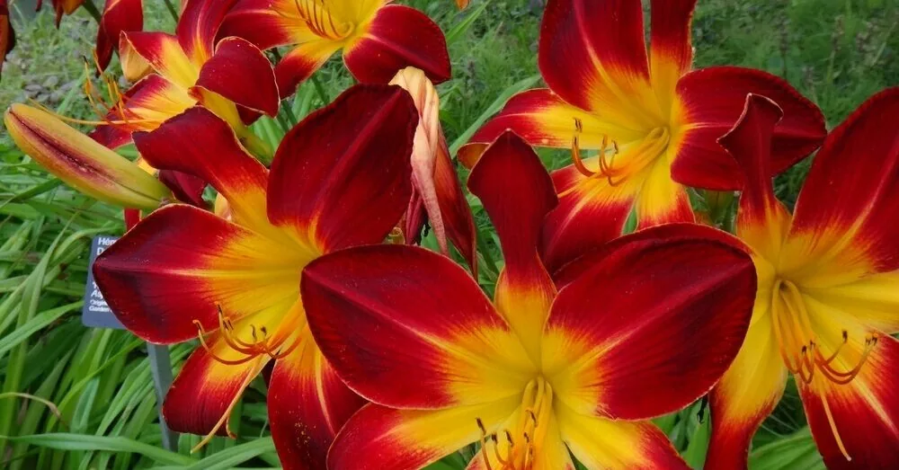 If you want an impressive garden effortlessly, start with this plant