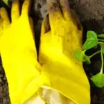 5 reasons why peppers do not grow when planted in the soil: what to do?