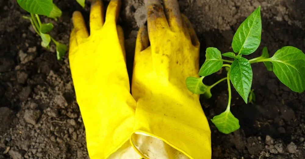 5 reasons why peppers do not grow when planted in the soil: what to do?
