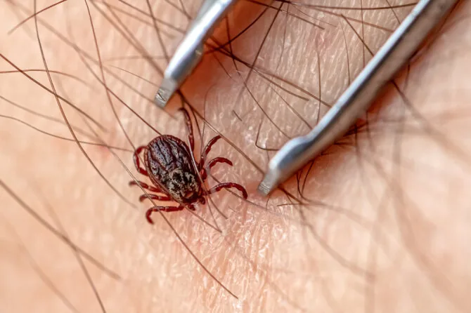 Shutterstock image/Tick