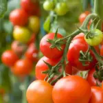 When and how to fertilize tomatoes so the branches break from the harvest: essential tips