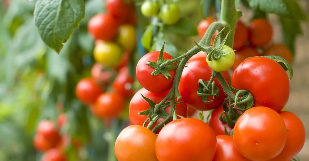 When and how to fertilize tomatoes so the branches break from the harvest: essential tips